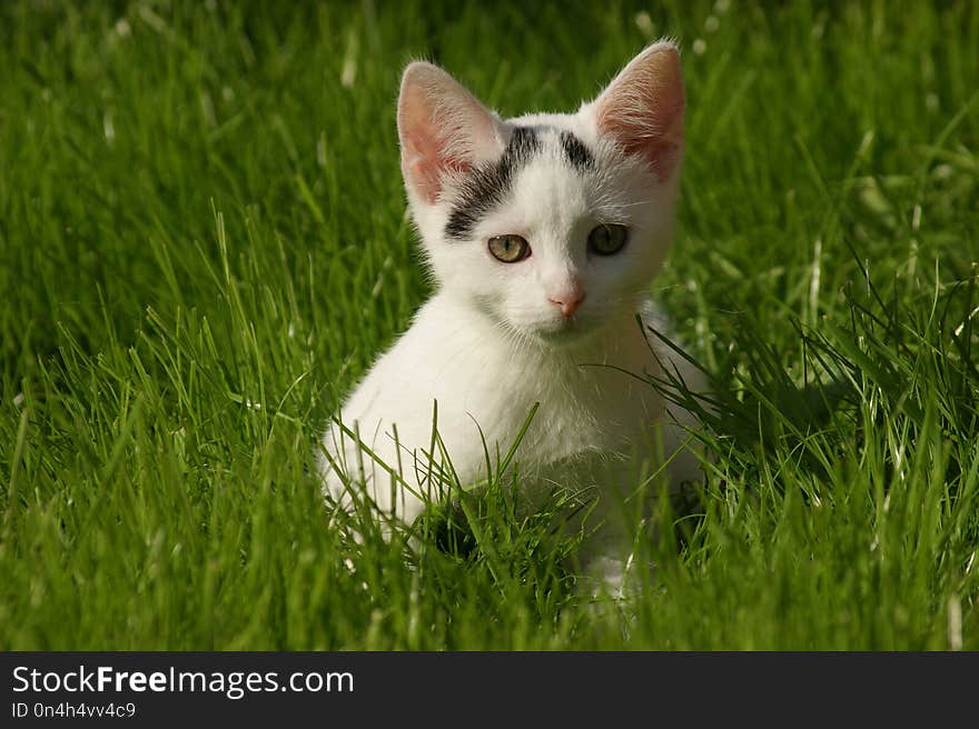 Cat, Fauna, Whiskers, Grass