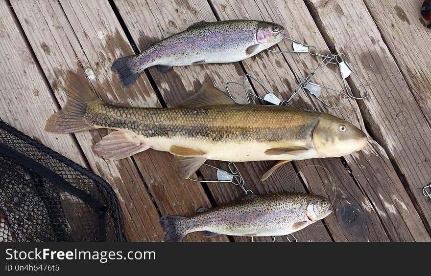 Trout, Fauna, Fish, Cod