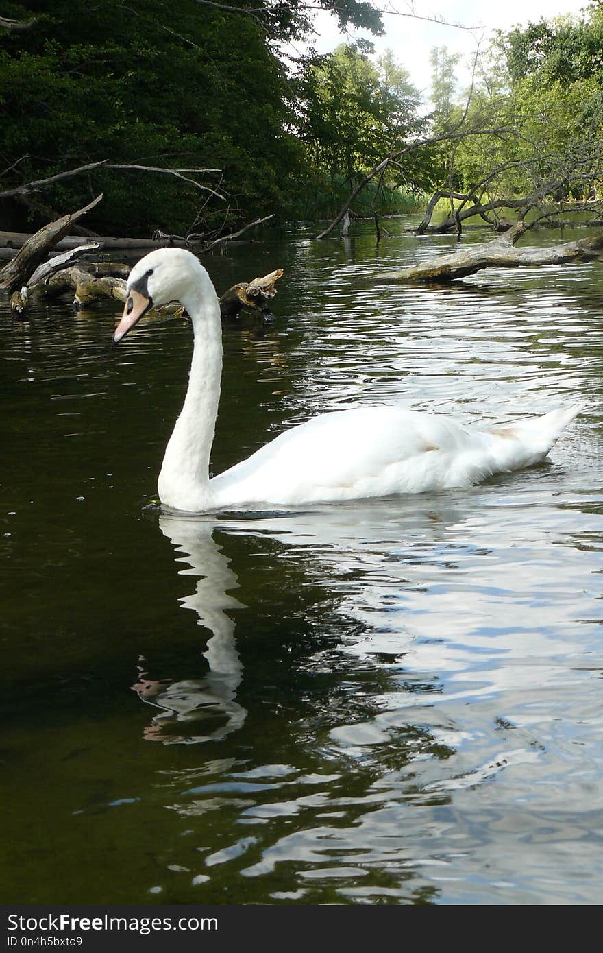 Swan, Waterway, Bird, Water Bird