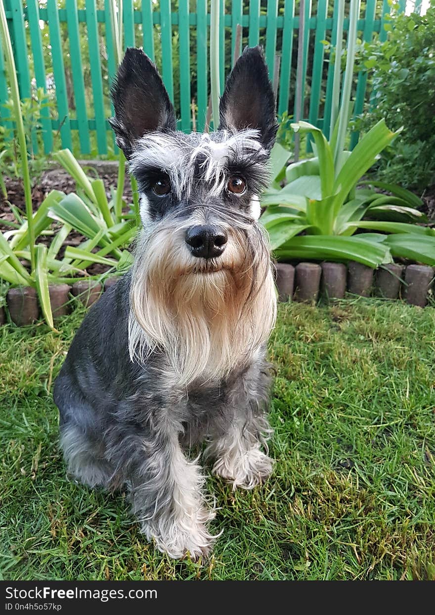 Dog Like Mammal, Dog, Dog Breed, Miniature Schnauzer