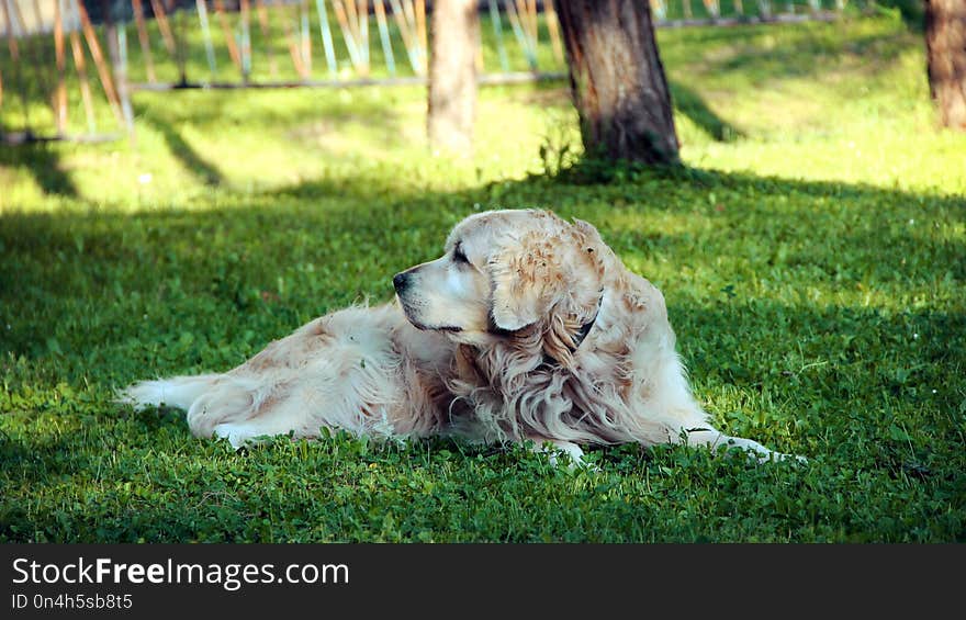 Grass, Dog Breed, Dog, Dog Like Mammal