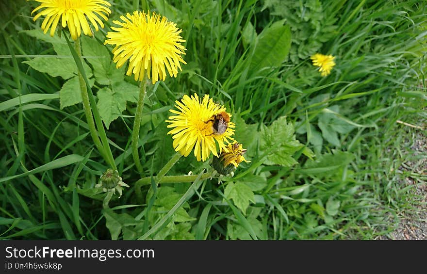 Flower, Dandelion, Plant, Daisy Family