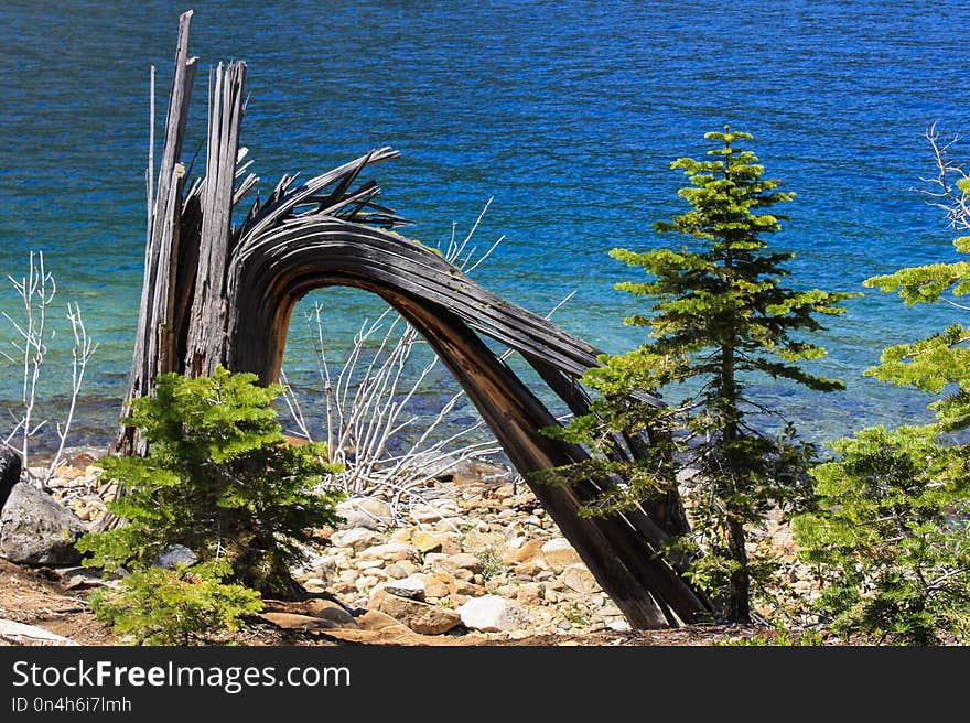 Tree, Plant, Fixed Link, Bridge