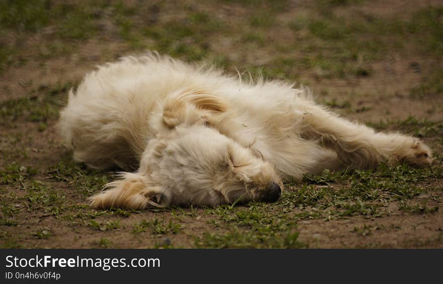 Dog Breed Group, Grass, Snout, Wildlife