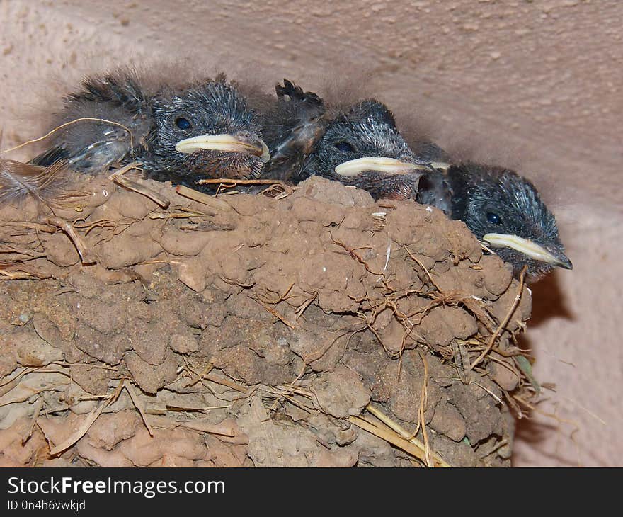 Bird, Fauna, Beak, Perching Bird