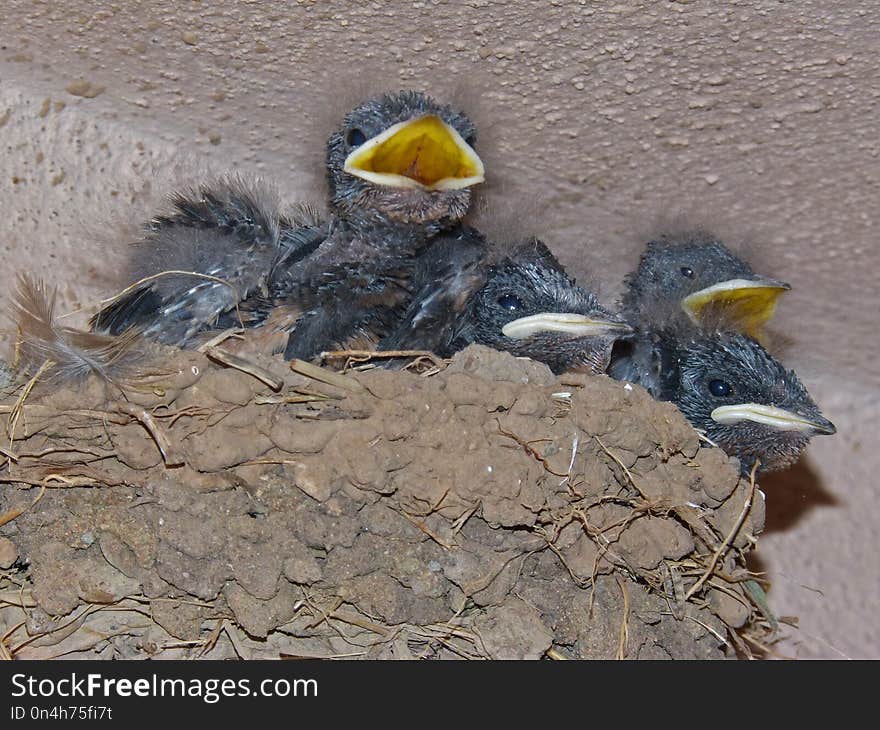 Bird, Fauna, Beak, Perching Bird