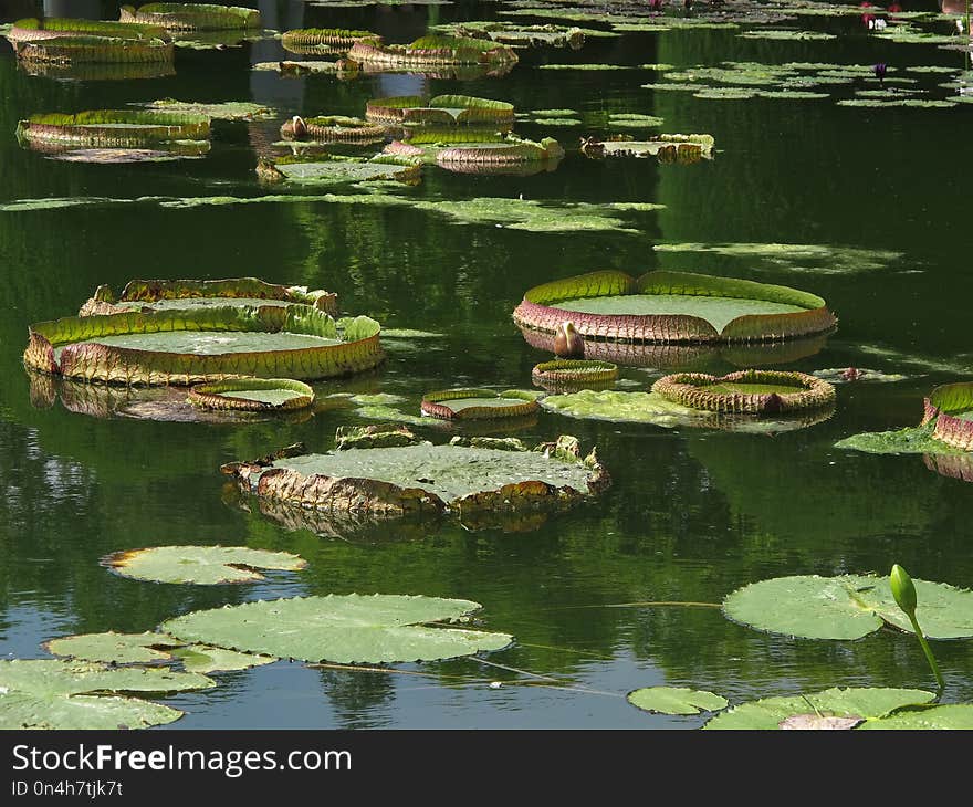 Water, Reflection, Green, Nature