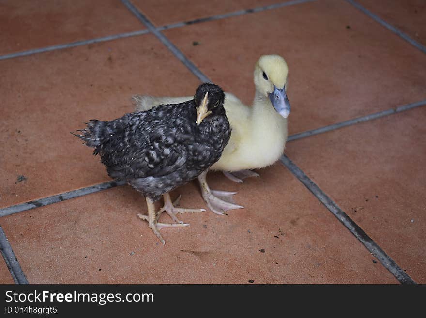 Fauna, Bird, Beak, Water Bird