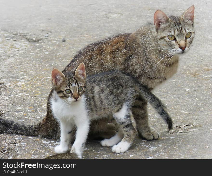 Cat, Fauna, Mammal, Small To Medium Sized Cats