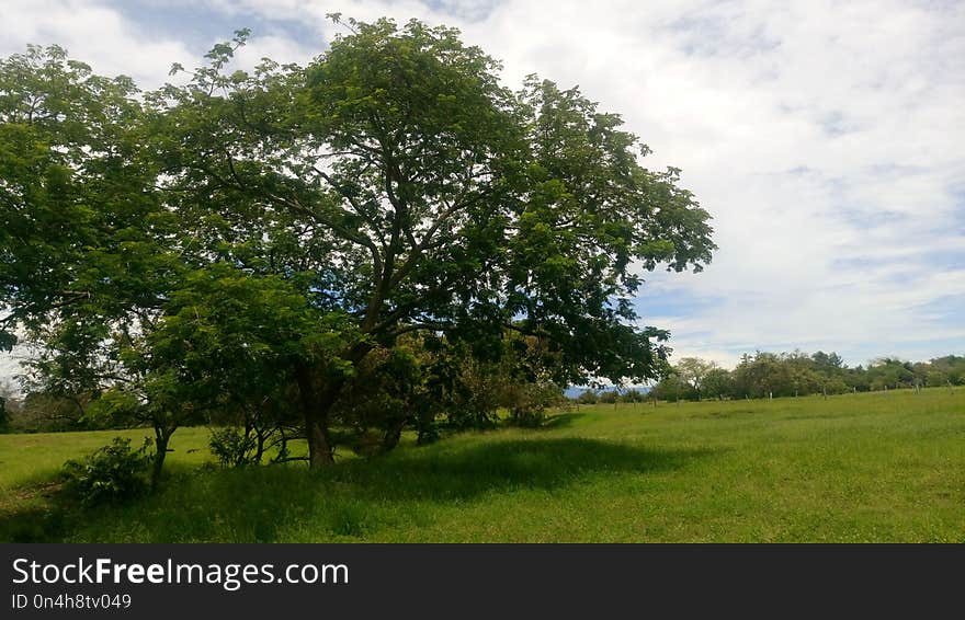 Tree, Grassland, Sky, Ecosystem