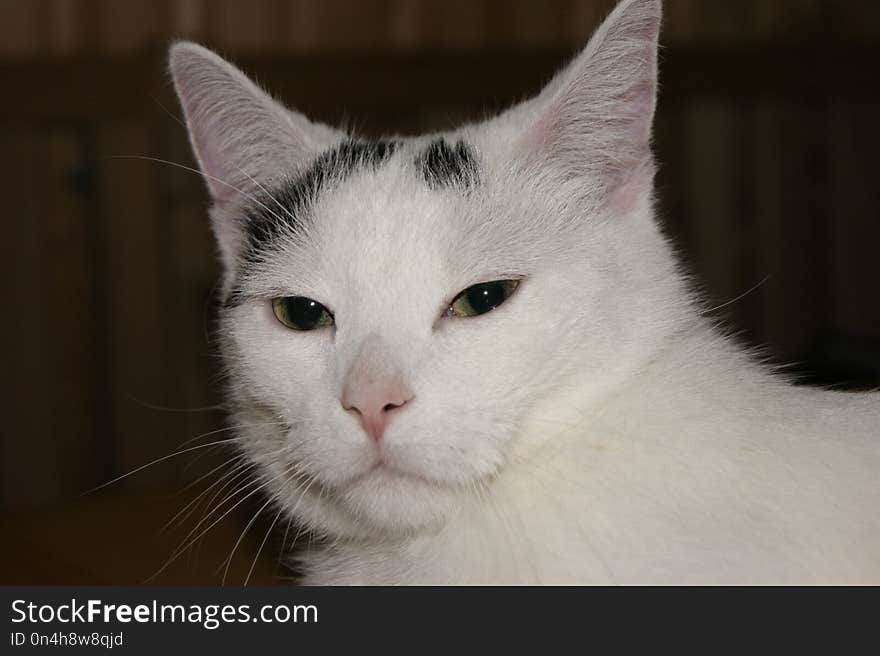 Cat, Whiskers, White, Face