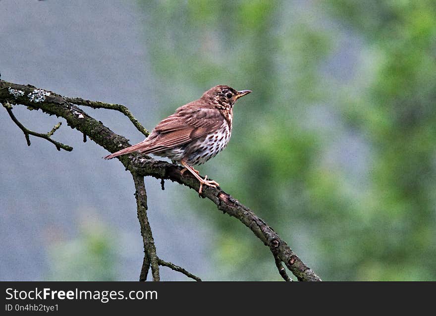 Bird, Fauna, Finch, Sparrow