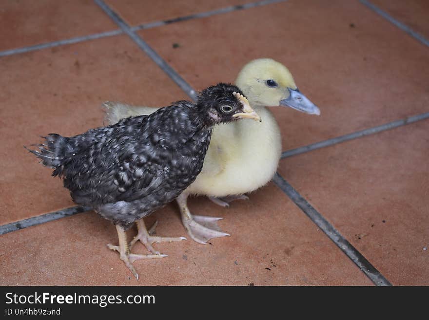 Bird, Beak, Fauna, Chicken