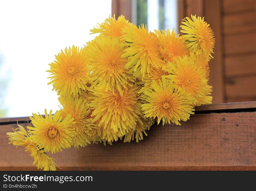 Flower, Yellow, Dandelion, Cut Flowers