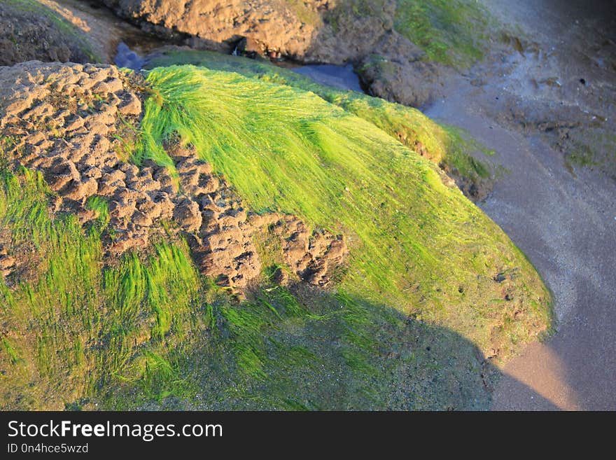 Vegetation, Nature Reserve, Ecosystem, Algae