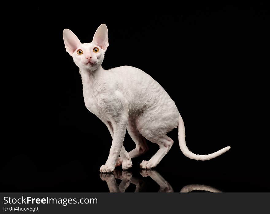 Thoroughbred White Cornish Rex Cat On Black Background.