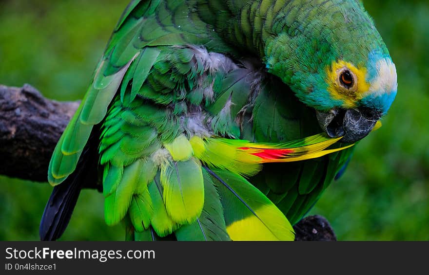 Close-up on a colorful parrot dressing up, taking care of his beautiful green, red-spottet feathers. Close-up on a colorful parrot dressing up, taking care of his beautiful green, red-spottet feathers