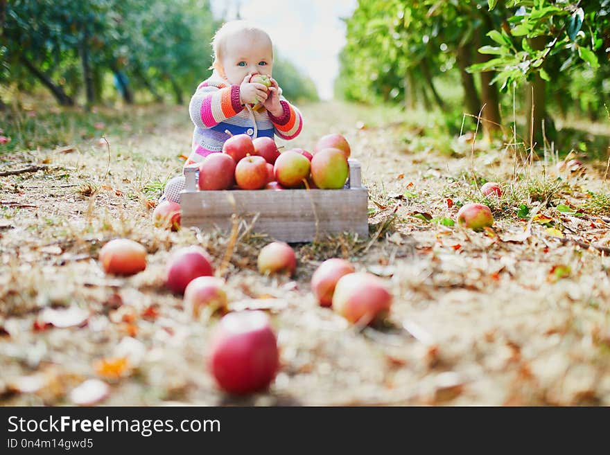 Adorable baby girl sitting on the ground near crate full of ripe apples. Little child eating fruits. Organic food for kids