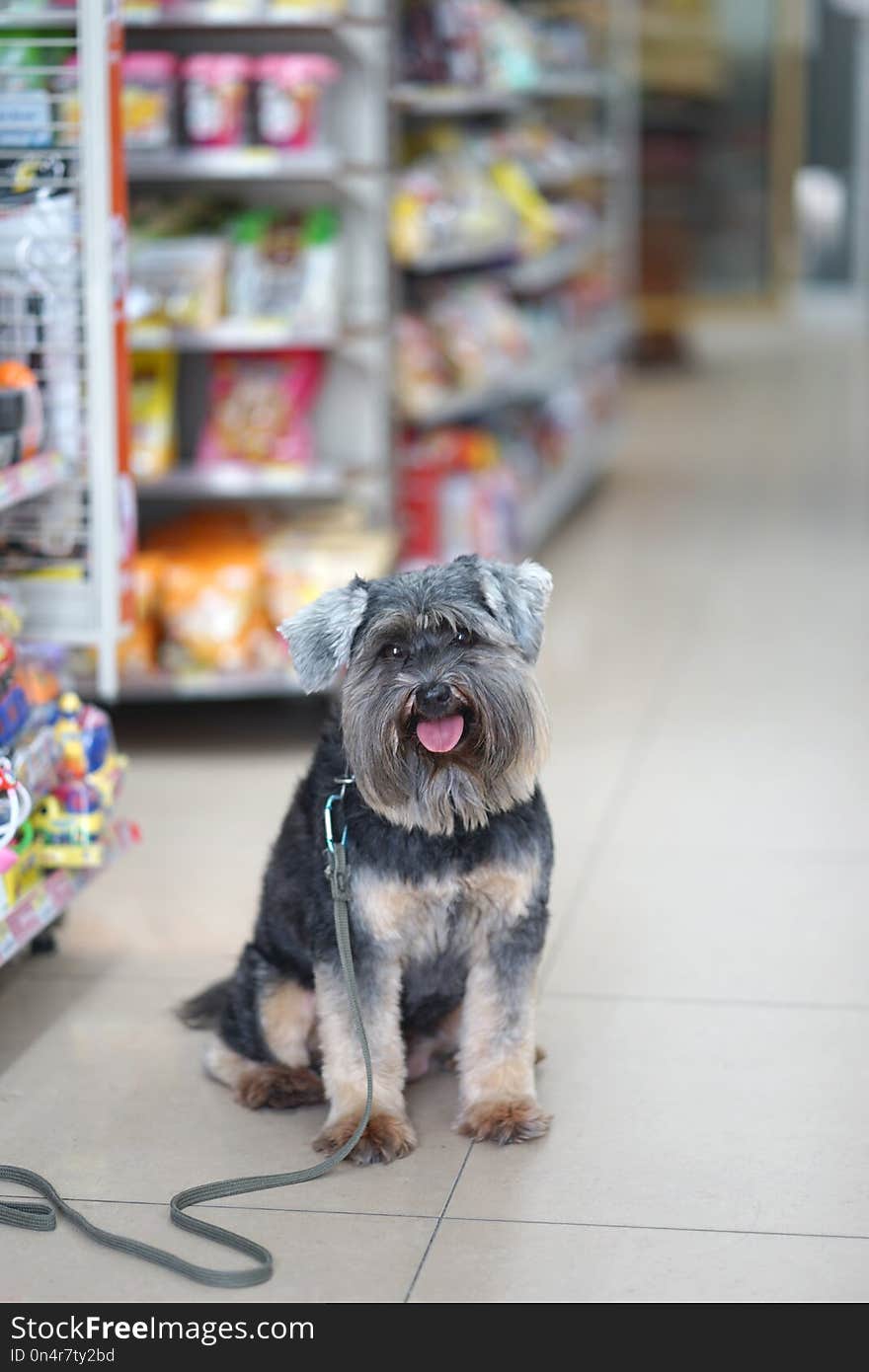 Small black dog sitting on the flloor in dog friendly minimart with goods shelves background