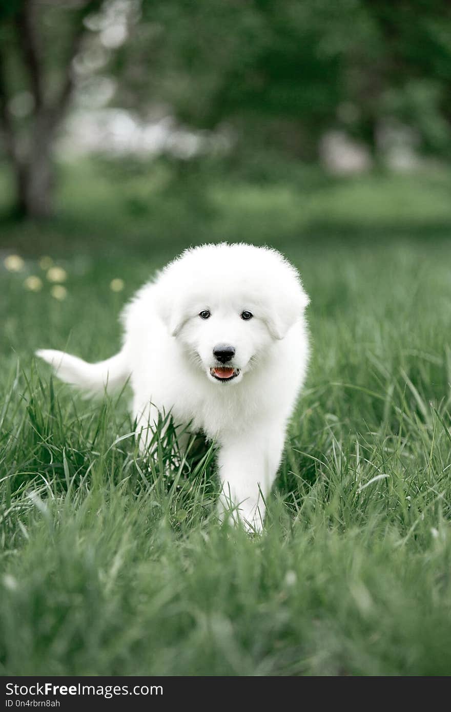 Amazing portrait dog puppy morema go on grass in sunshine in park