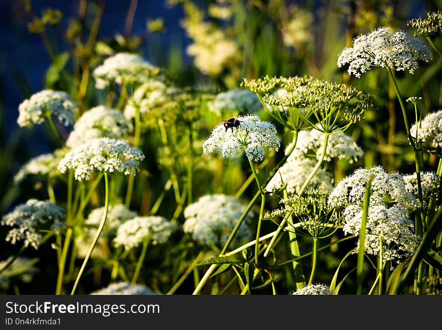 Close-up of white hemlock flowers with a bee in the sunlight in the meadow. Close-up of white hemlock flowers with a bee in the sunlight in the meadow