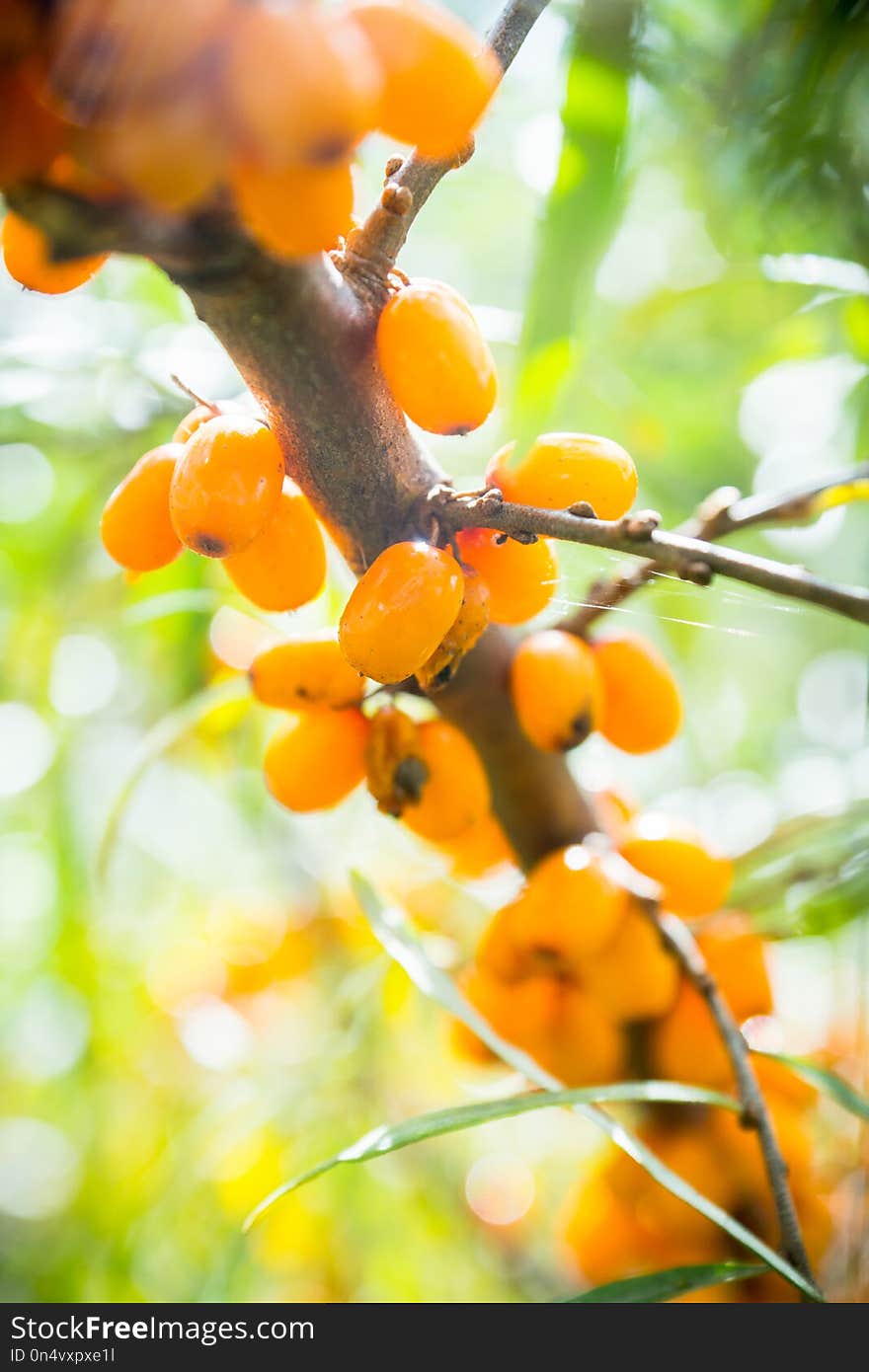 Branch with berries of sea buckthorn and green leaves