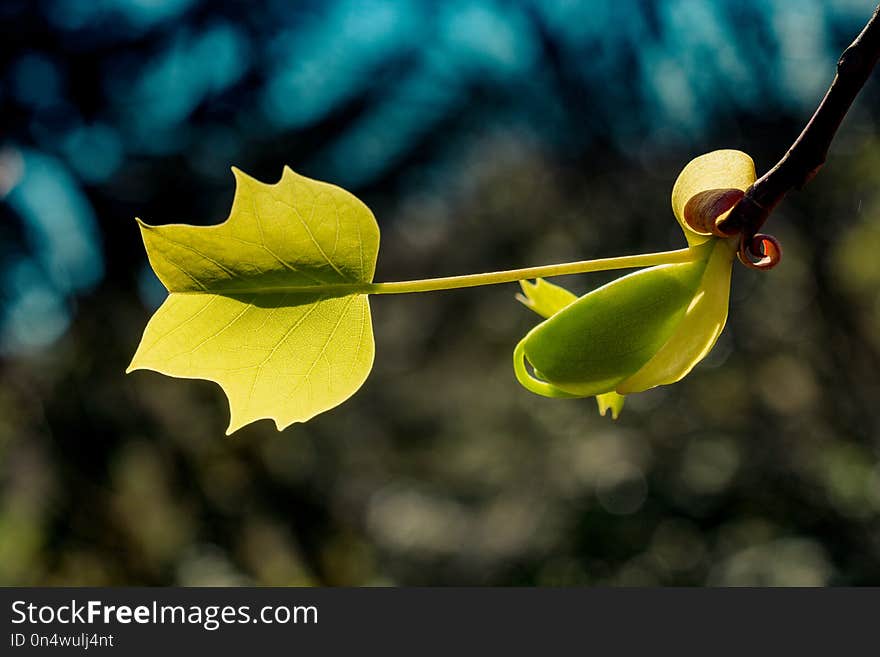 Leaves as floral nature background of vegetation