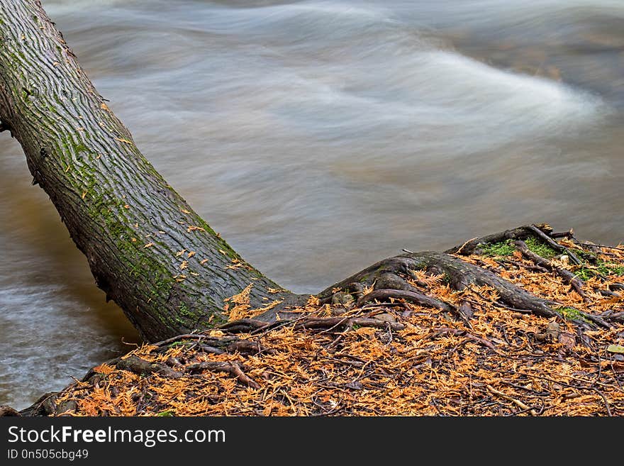 Cedar trees provide their own kind of fall foliage with their nearly orange tinted autumn droppings on the ground. The waters of the Nottawasaga River are blurred by long exposure in the background. Cedar trees provide their own kind of fall foliage with their nearly orange tinted autumn droppings on the ground. The waters of the Nottawasaga River are blurred by long exposure in the background.