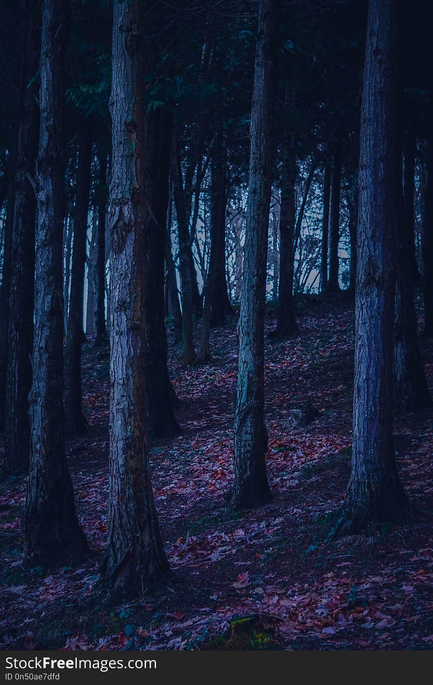 Trees In The Forest In Autumn