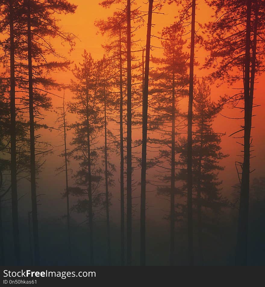 Trees in the forest in the sunset