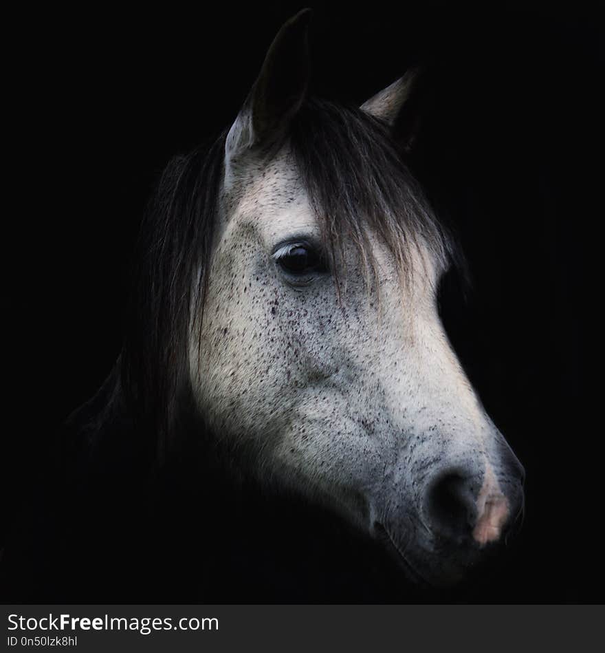 Horse portrait in the country