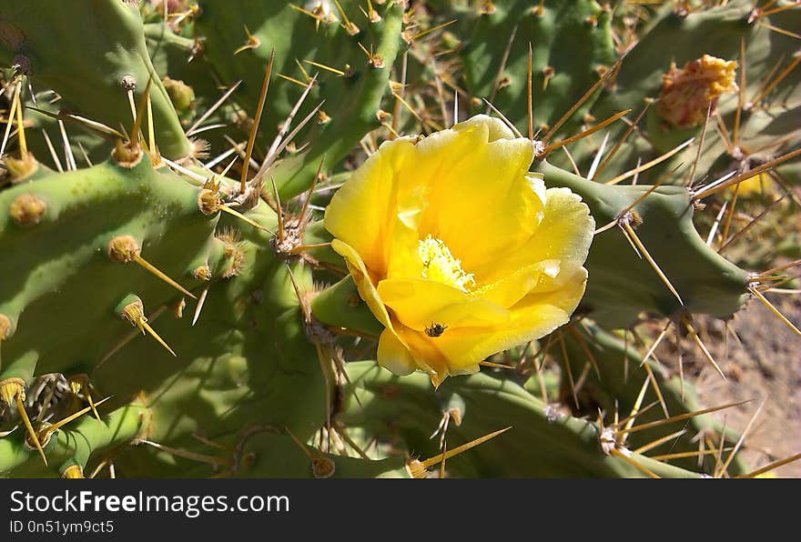 Plant, Flowering Plant, Eastern Prickly Pear, Vegetation