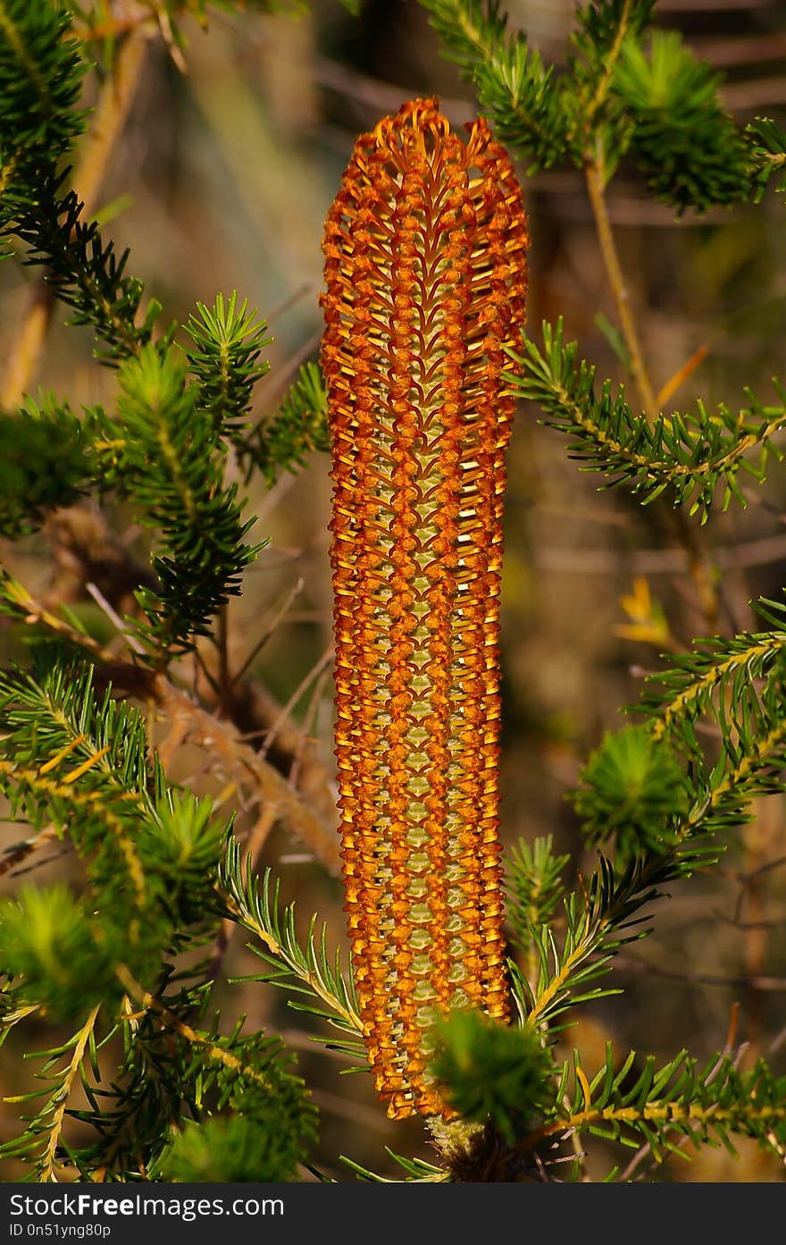 Banksia, Pine Family, Plant, Biome