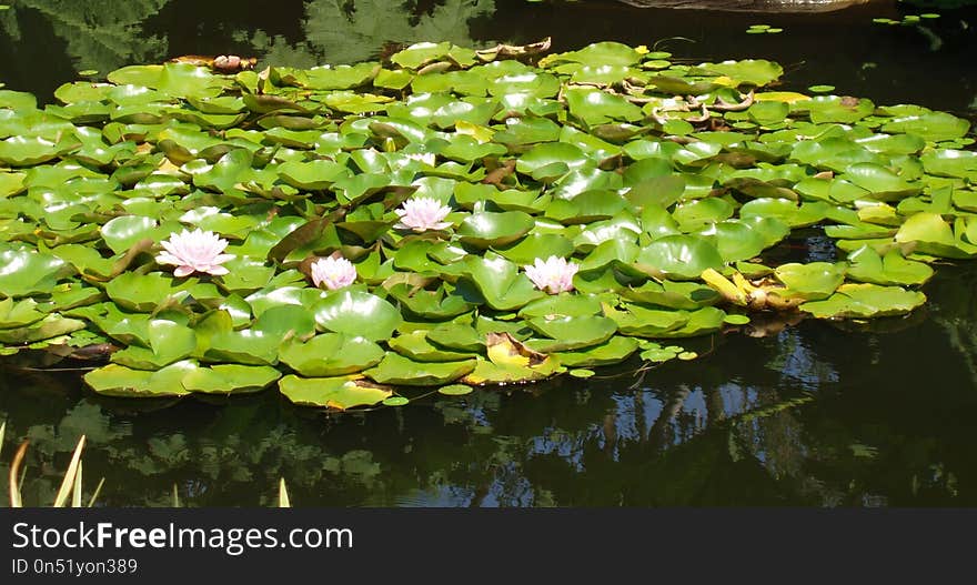 Plant, Aquatic Plant, Vegetation, Flora