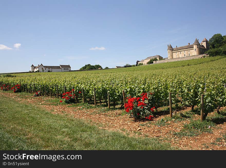 Agriculture, Vineyard, Field, Rural Area