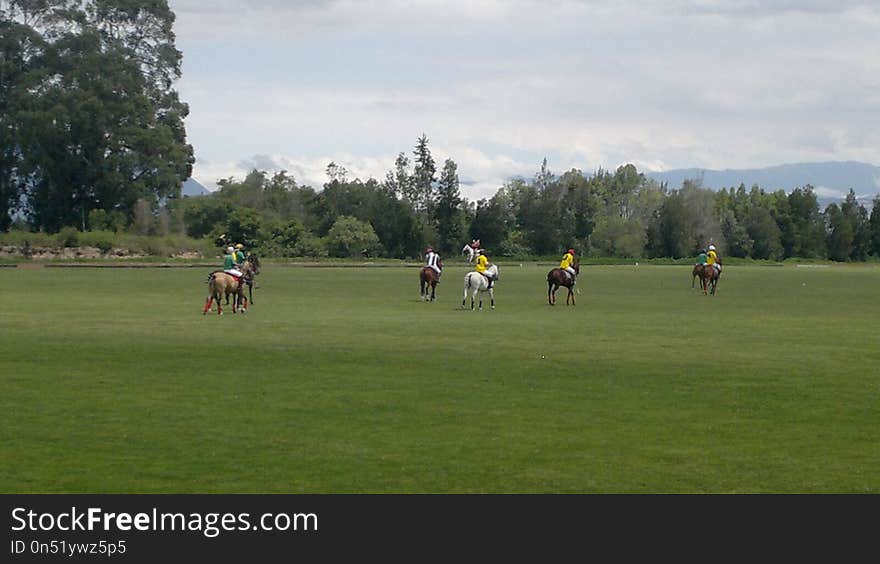 Vertebrate, Grassland, Pasture, Grass