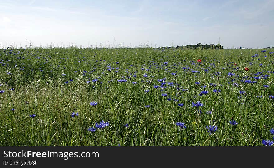 Ecosystem, Grassland, Meadow, Field