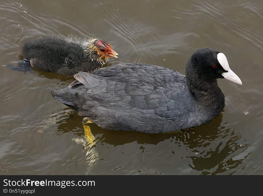 Bird, Beak, Water, Fauna