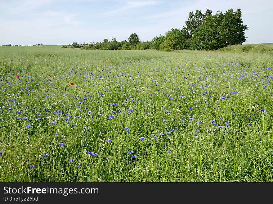 Grassland, Ecosystem, Prairie, Field