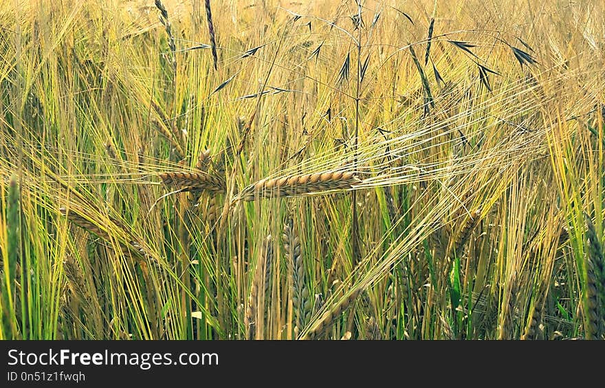 Food Grain, Triticale, Barley, Hordeum