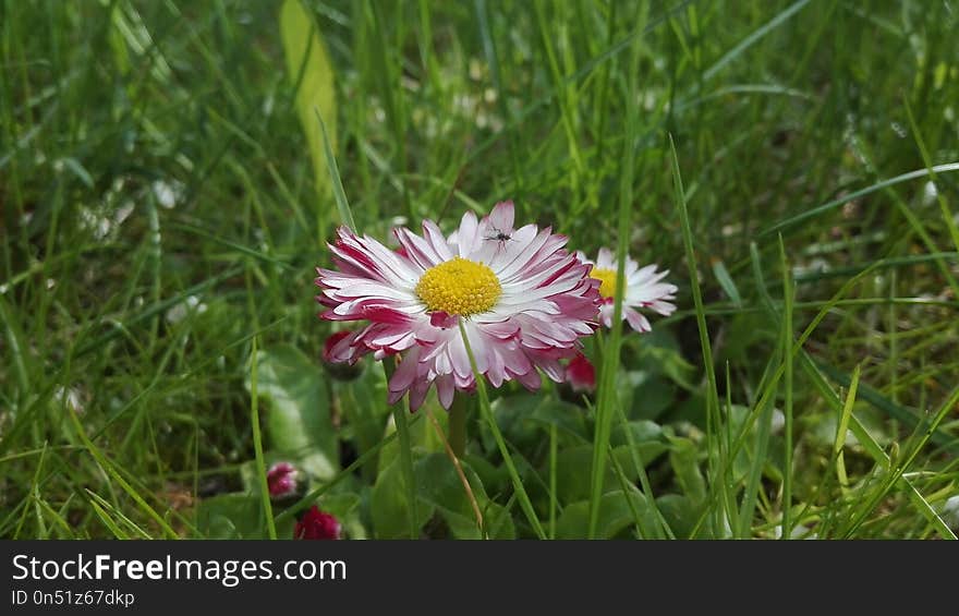 Flower, Flora, Wildflower, Plant