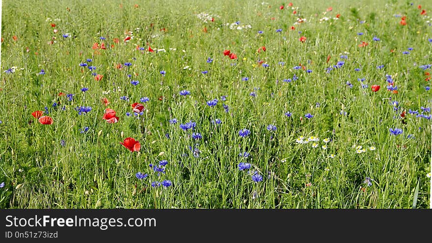 Meadow, Ecosystem, Field, Grassland