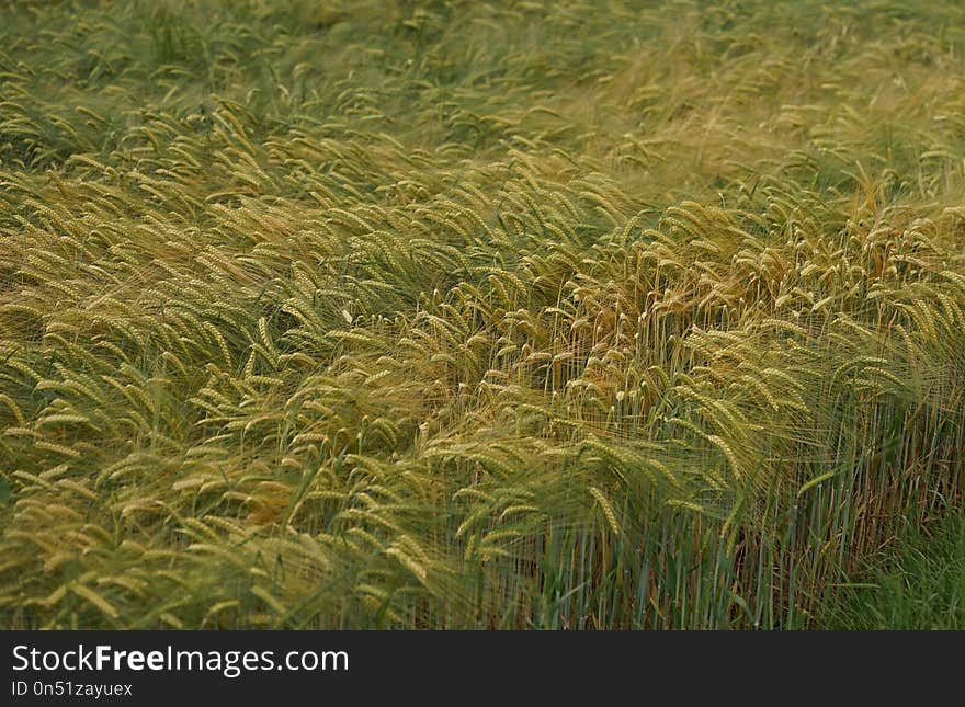 Ecosystem, Vegetation, Grass, Crop