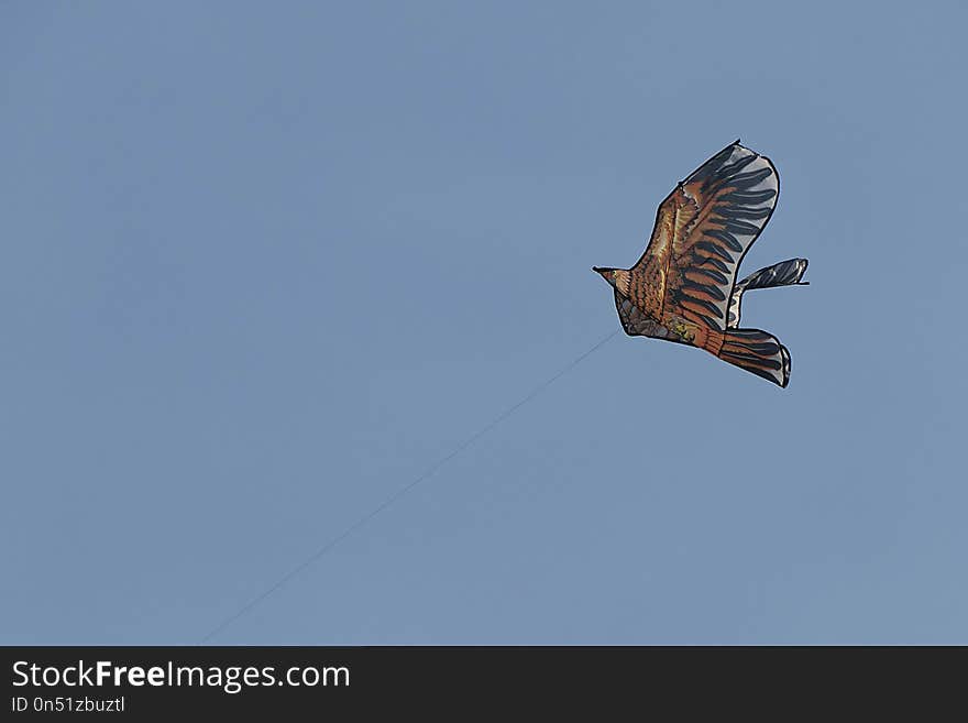 Sky, Bird, Wing, Flight