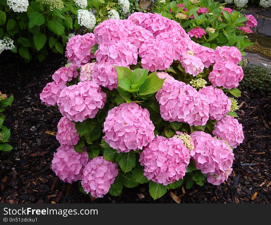 Flower, Plant, Hydrangea, Hydrangeaceae