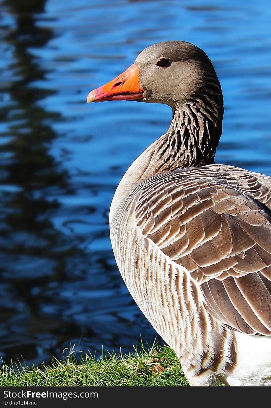 Bird, Water Bird, Beak, Ducks Geese And Swans