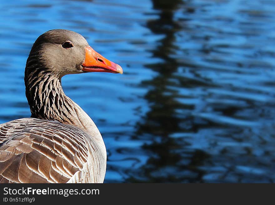 Bird, Water Bird, Beak, Ducks Geese And Swans