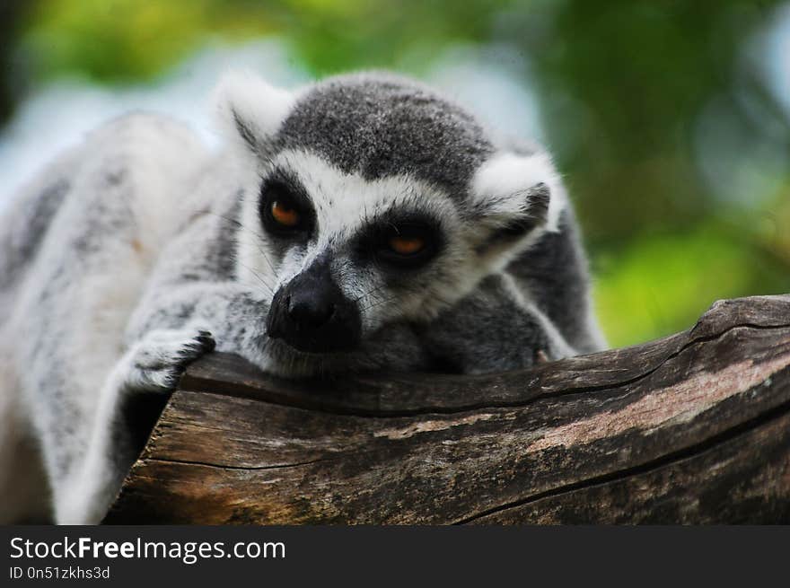 Fauna, Lemur, Terrestrial Animal, Snout