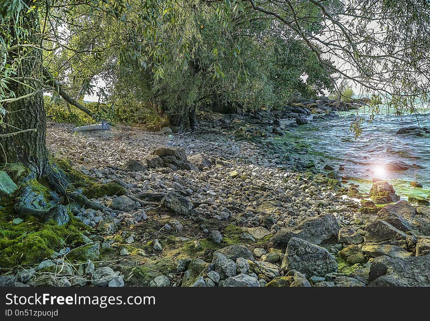 Water, Nature, Nature Reserve, Vegetation