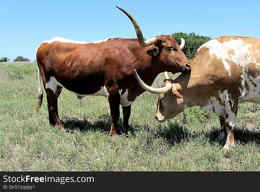 Cattle Like Mammal, Horn, Texas Longhorn, Grassland